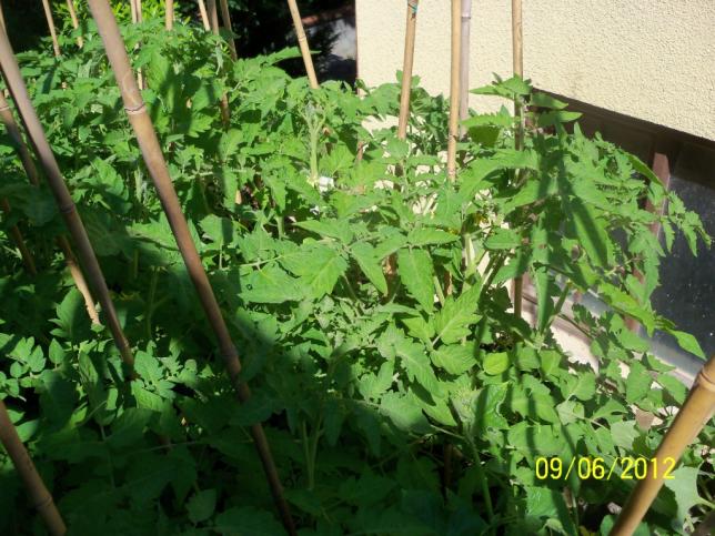 Name:  100_5057.jpg
Views: 545
Size:  70.5 KB