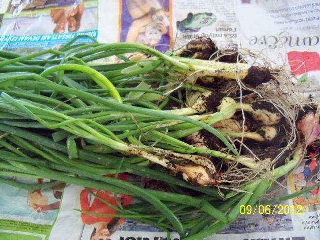 Name:  100_5159.jpg
Views: 503
Size:  63.1 KB