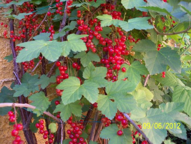 Name:  100_5040.jpg
Views: 533
Size:  62.0 KB
