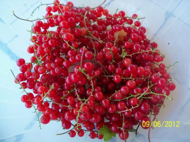 Name:  100_5083.jpg
Views: 514
Size:  55.7 KB