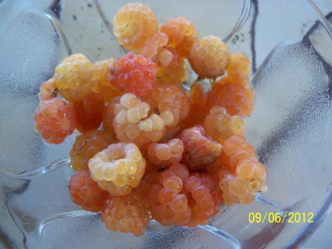 Name:  100_5090.jpg
Views: 510
Size:  41.9 KB