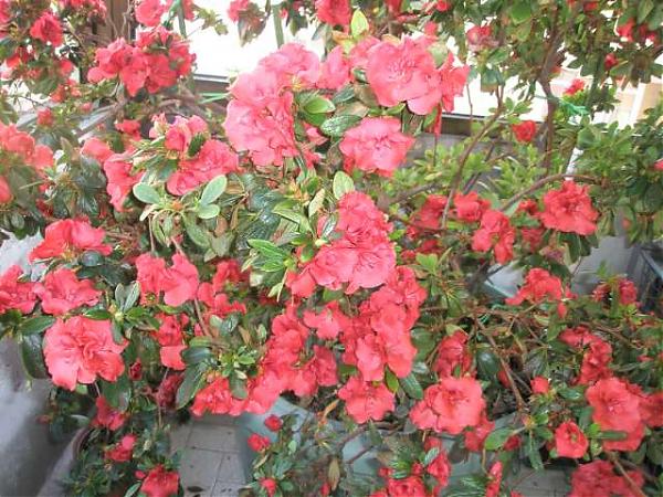Name:  fotoraf mak aktarlan 058.jpg
Views: 2291
Size:  71.5 KB