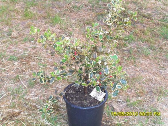 Name:  Resim 576.jpg
Views: 719
Size:  71.7 KB