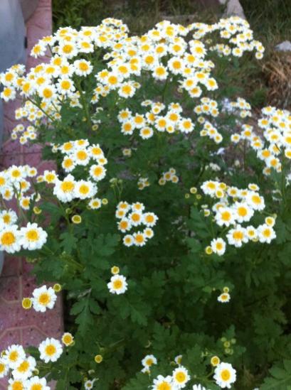 Name:  papatya2.jpg
Views: 1212
Size:  47.9 KB