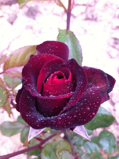 Name:  gl3.jpg
Views: 1163
Size:  59.2 KB