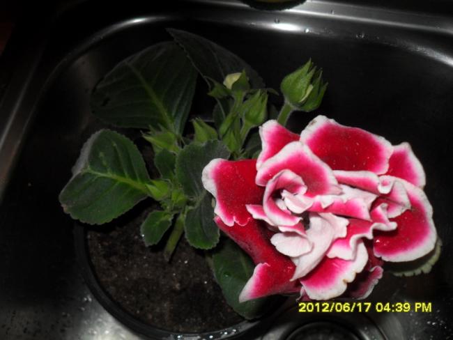 Name:  002.jpg
Views: 745
Size:  35.8 KB