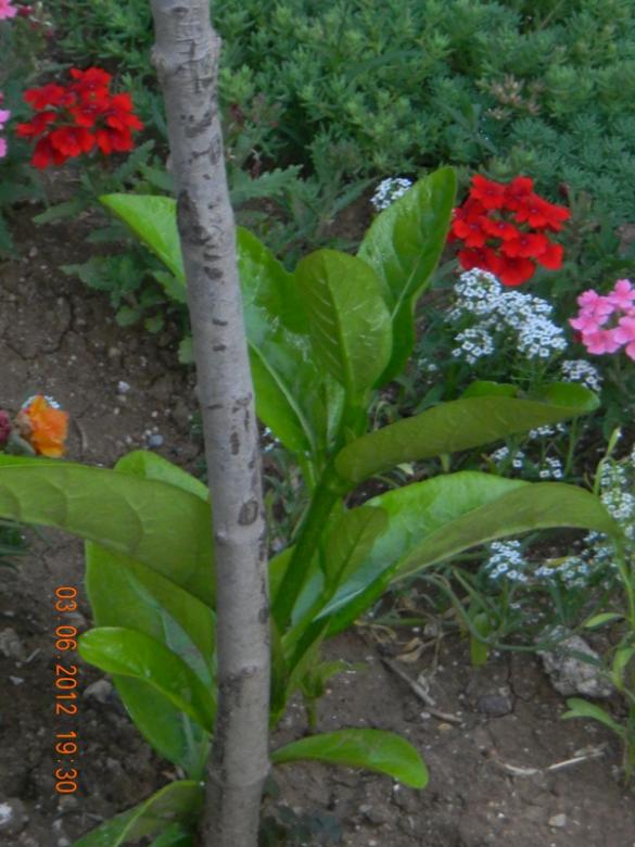 Name:  DSCN1312.jpg
Views: 889
Size:  65.3 KB