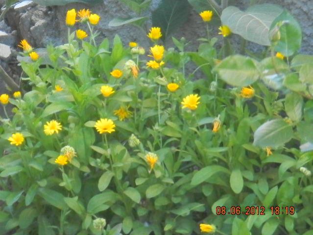 Name:  DSCN1371.jpg
Views: 1882
Size:  48.3 KB