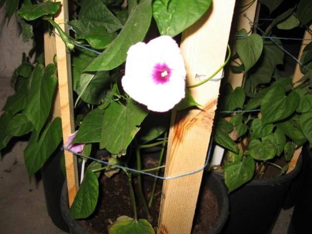 Name:  IMG_1776.jpg
Views: 866
Size:  44.2 KB