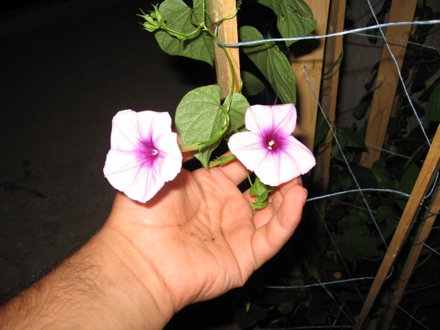 Name:  IMG_1777.jpg
Views: 884
Size:  66.8 KB