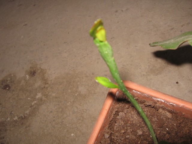 Name:  IMG_1735.jpg
Views: 886
Size:  63.7 KB