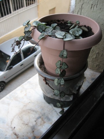 Name:  IMG_1745.jpg
Views: 992
Size:  41.4 KB