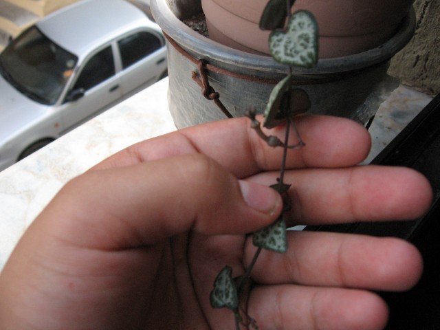 Name:  IMG_1746.jpg
Views: 1006
Size:  54.7 KB