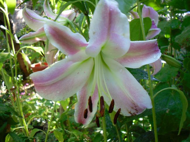 Name:  SDC14109 copy copy.jpg
Views: 555
Size:  52.1 KB