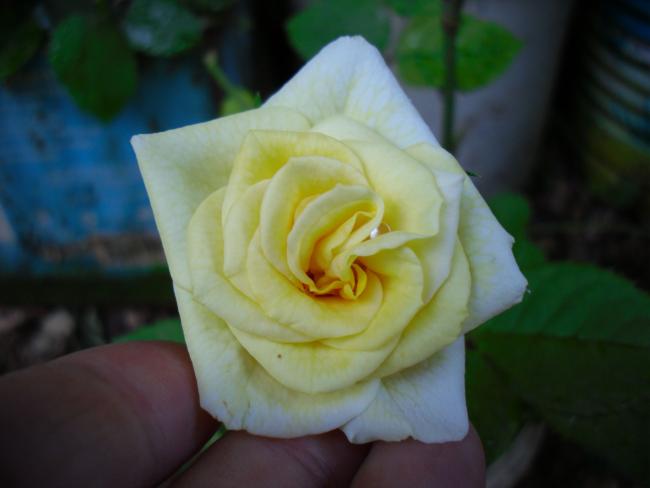 Name:  SDC14112 copy copy.jpg
Views: 573
Size:  24.6 KB