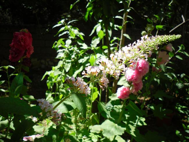 Name:  SDC14122 copy copy.jpg
Views: 552
Size:  61.5 KB