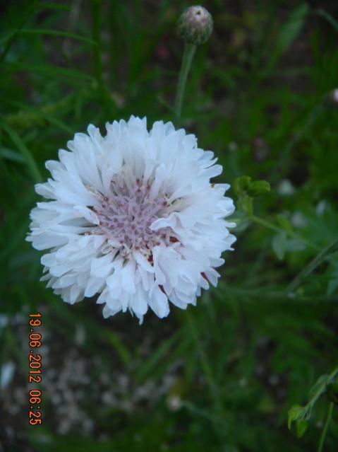 Name:  DSCN1575.jpg
Views: 776
Size:  30.3 KB