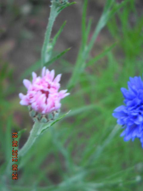 Name:  DSCN1578.jpg
Views: 727
Size:  25.5 KB