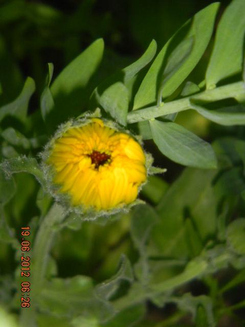Name:  DSCN1579.jpg
Views: 857
Size:  31.0 KB
