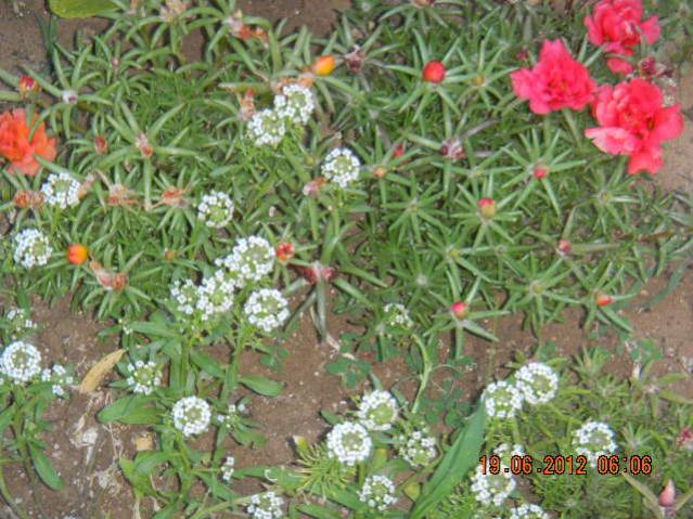 Name:  DSCN1513.jpg
Views: 863
Size:  68.5 KB