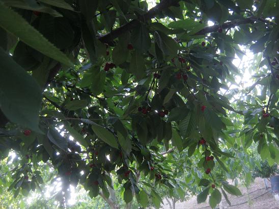 Name:  kiraz.JPG
Views: 867
Size:  62.8 KB