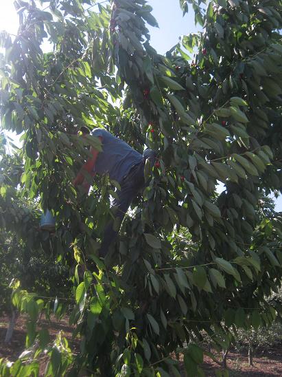 Name:  kiraz toplama.JPG
Views: 961
Size:  64.2 KB