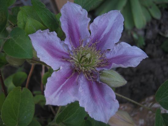 Name:  piilu1.JPG
Views: 1137
Size:  41.6 KB