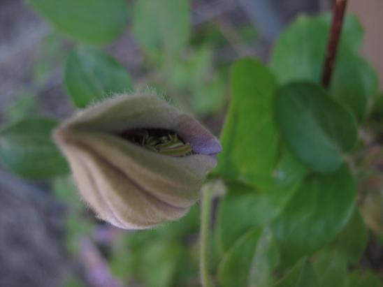 Name:  piilu2.JPG
Views: 1096
Size:  29.9 KB