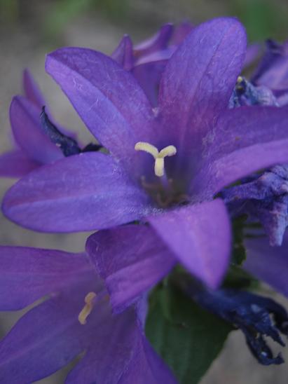 Name:  campanula glomerulata.JPG
Views: 873
Size:  28.5 KB
