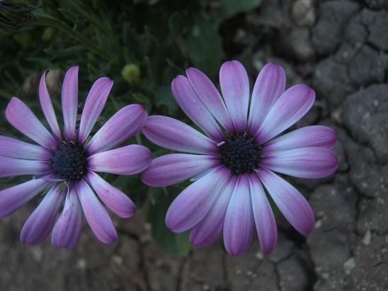Name:  bodrum p..JPG
Views: 843
Size:  43.4 KB