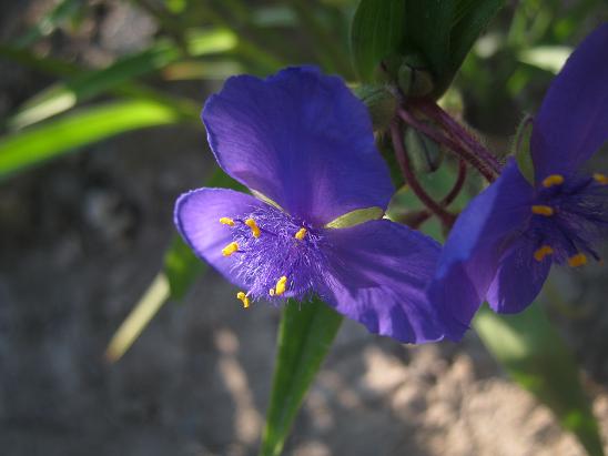 Name:  tradescantiana andersoniana.JPG
Views: 852
Size:  37.9 KB