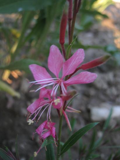 Name:  gaura.JPG
Views: 1086
Size:  32.5 KB