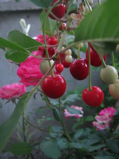 Name:  vine.JPG
Views: 847
Size:  36.4 KB