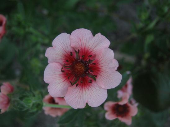 Name:  potentilla.JPG
Views: 801
Size:  35.4 KB