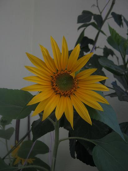 Name:  ss ayiei.JPG
Views: 812
Size:  30.7 KB