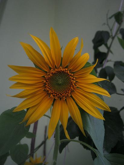 Name:  ssayiei1.JPG
Views: 768
Size:  33.6 KB