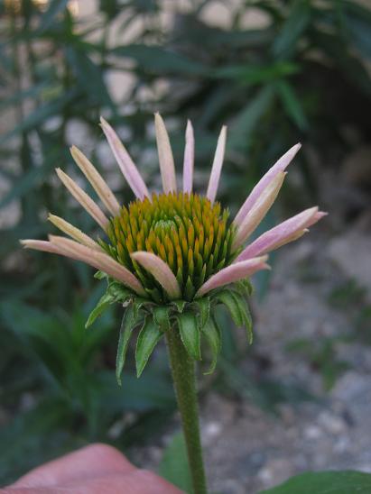 Name:  ekinezya1.JPG
Views: 750
Size:  34.4 KB