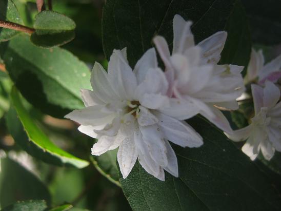 Name:  deutzia.JPG
Views: 769
Size:  38.5 KB