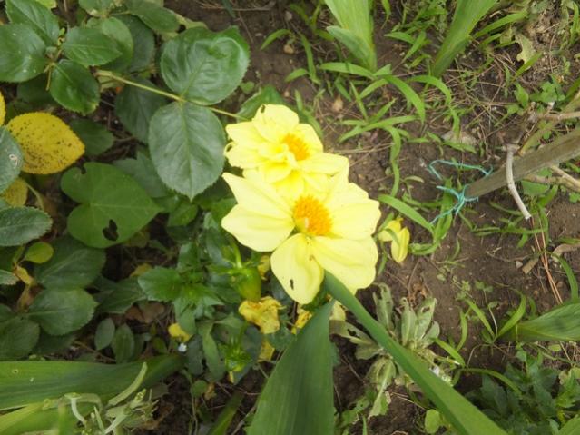 Name:  DSCF3554.jpg
Views: 482
Size:  57.4 KB