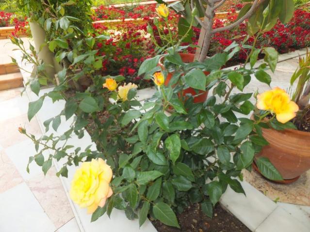 Name:  DSCF3265.jpg
Views: 607
Size:  60.0 KB