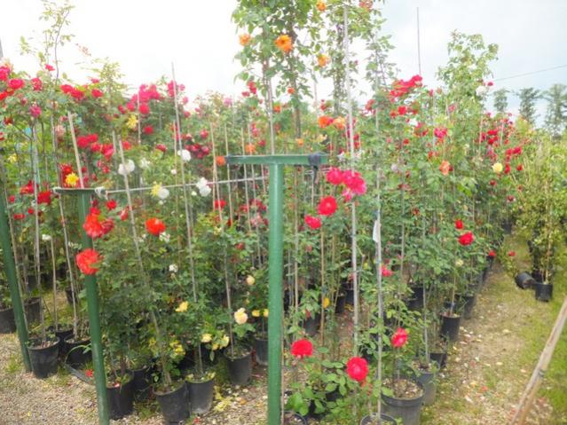 Name:  DSCF2917.jpg
Views: 860
Size:  69.8 KB