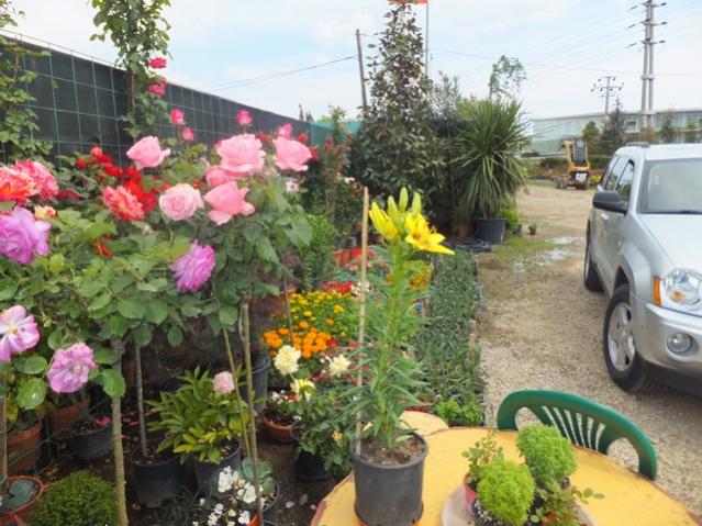 Name:  DSCF2926.jpg
Views: 641
Size:  61.9 KB