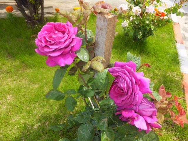 Name:  DSCF2873.jpg
Views: 720
Size:  60.8 KB