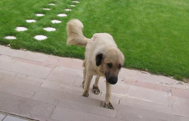 Name:  sar.jpg
Views: 2529
Size:  36.5 KB