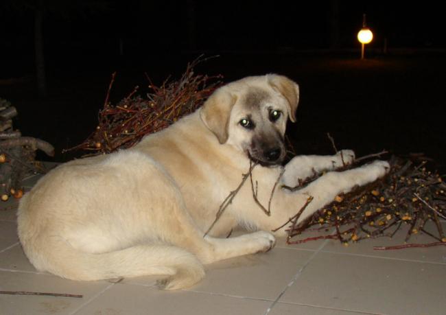Name:  sar2.jpg
Views: 4576
Size:  27.6 KB
