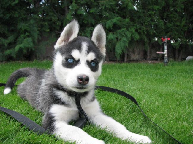 Name:  husky.jpg
Views: 11482
Size:  56.9 KB