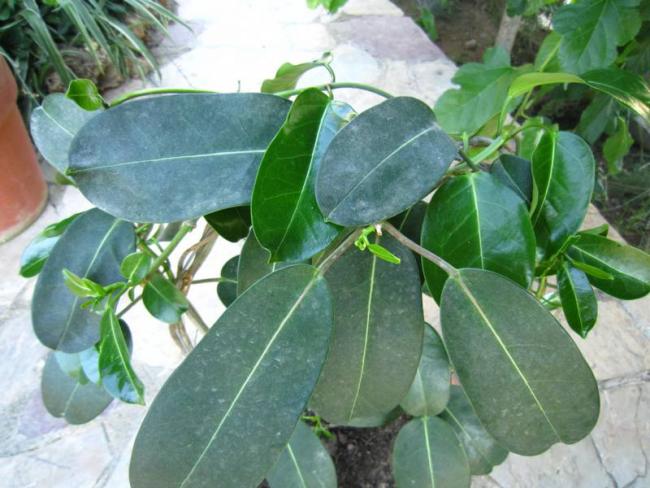 Name:  madagaskar yasemeni.jpg
Views: 1424
Size:  51.4 KB