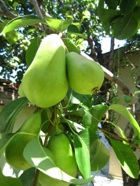 Name:  armut.jpg
Views: 956
Size:  66.7 KB
