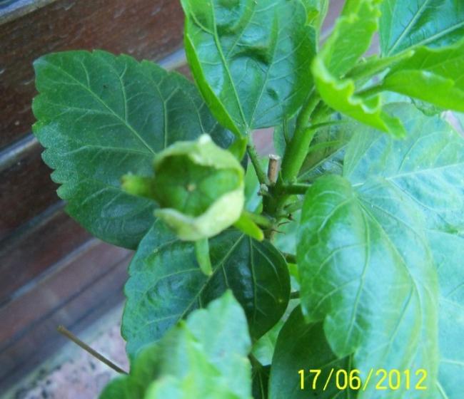 Name:  100_5985.jpg
Views: 507
Size:  46.2 KB