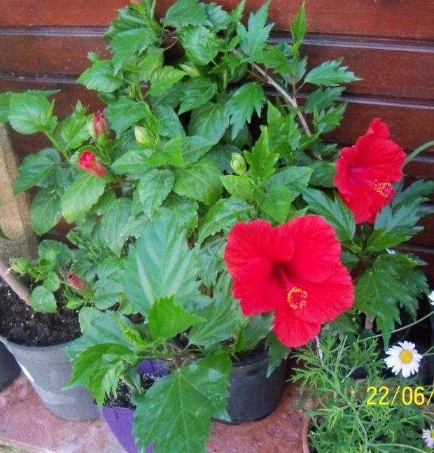 Name:  100_6534.jpg
Views: 487
Size:  71.2 KB